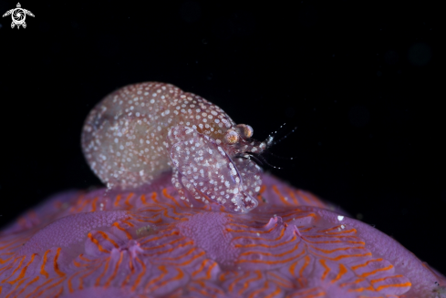 A Alpheus pachychirus | Pistol Snapping Shrimp