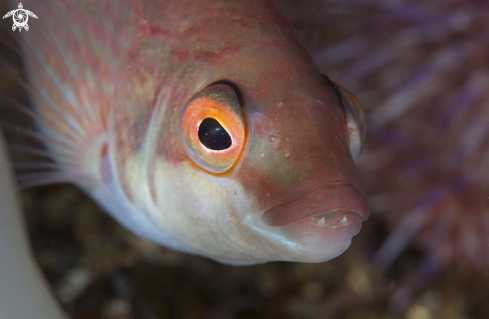 A Goldsinny wrasse