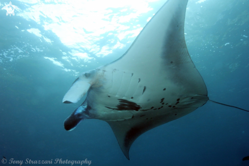 A Manta Ray