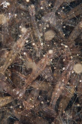 A Fjord shrimp