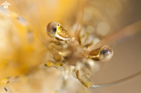 A Fjord shrimp