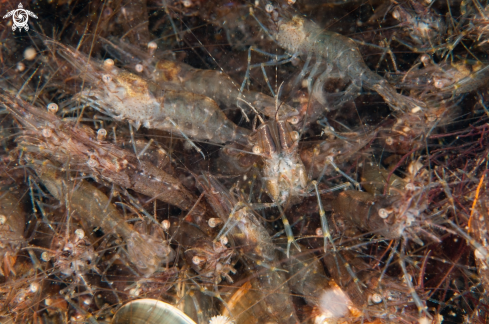 A Fjord shrimp