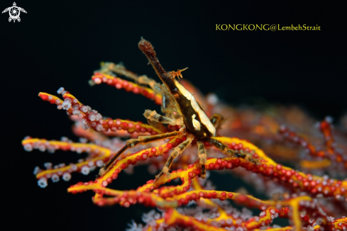 A Squat Lobster