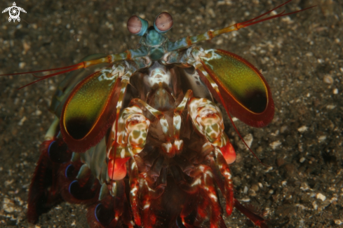 A Peacock Mantis Shrimp