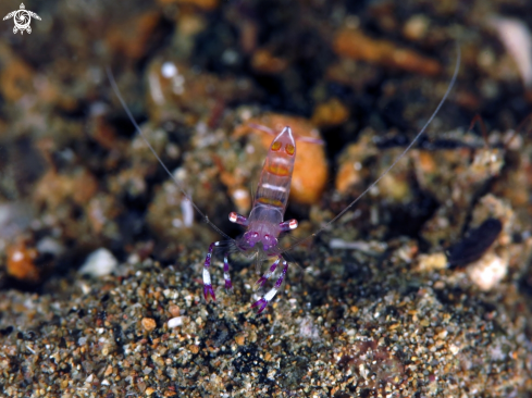 A Commensal Shrimp