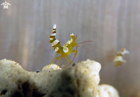 A Sexy Shrimp