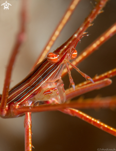 A Stenorhynchus seticornis | Arrow Crab 