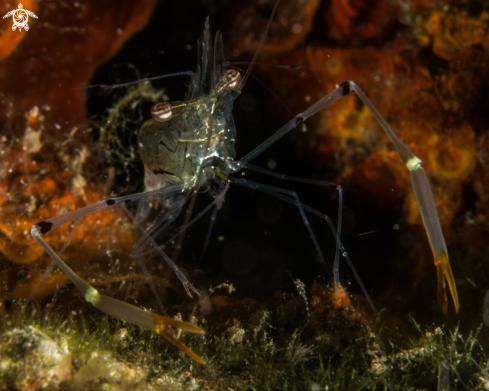 A Caupetes shrimp