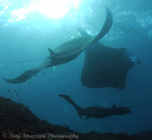 A Reef Manta