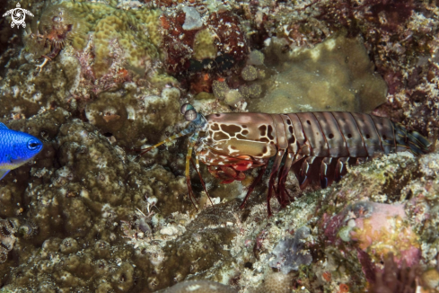 A Odontodactylus scyllarus | Peacock Mantis Shrimp