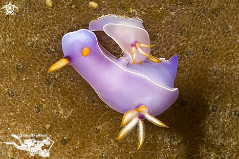 A Chromodoris bullocki | 