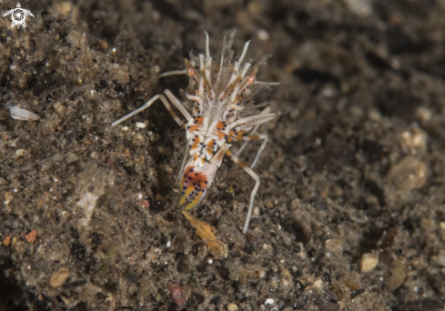 A Spiny Tiger Shrimp