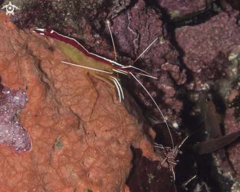 A Lysmata amboiensis | White-banded Cleaner Shrimp