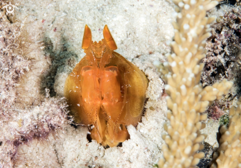 A Golden Mantis Shrimp