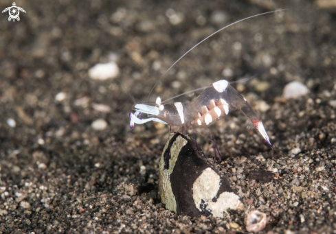 A Magnificent Anemone Shrimp