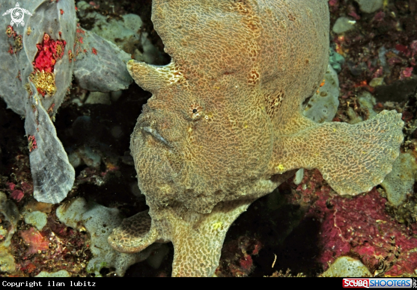 A frogfish