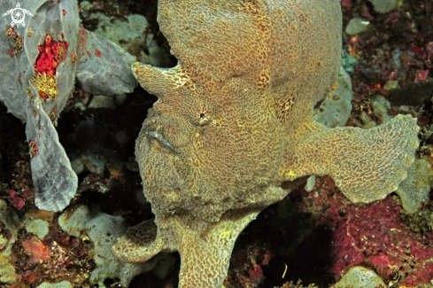 A Antennariidae | frogfish