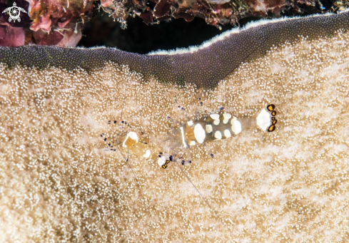 A Peacock-Tail Anemone Shrimp, 