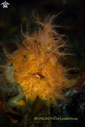 A Hairy Frogfish