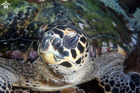 A Hawksbill Turtle