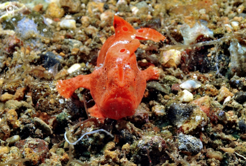 A juvenile frog fish