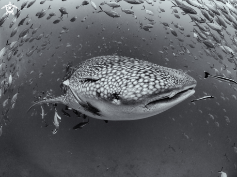 A Whale Shark