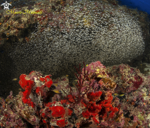 A Maldivian reef