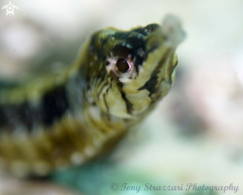 A Tiger Pipefish