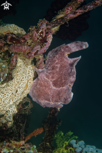 A Giant Frogfish