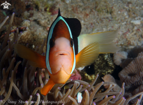 A Anemone Fish