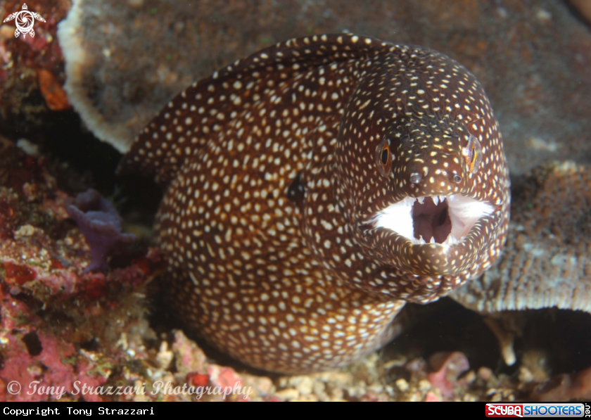 A Yellow spotted moray