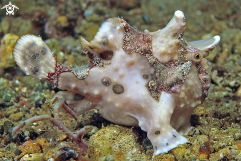 A frogfish