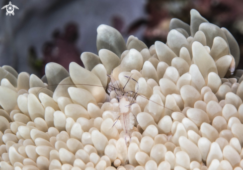 A Bubble Coral Shrimp