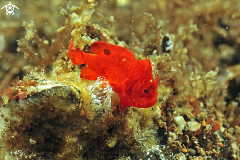 A Antennariidae | frog fish