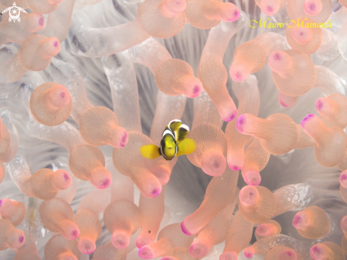 A Anemone and clownfish