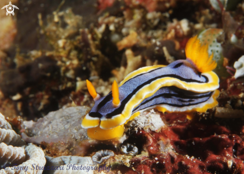 A Chromodoris annae | Chromodoris annae