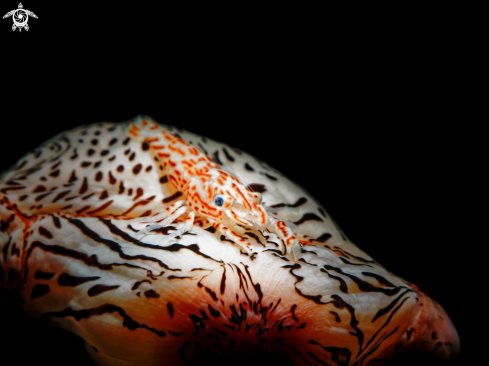 A Leopard Shrimp 