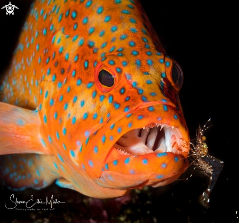 A Coral Grouper