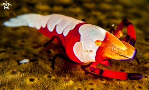 A Emperor Shrimp