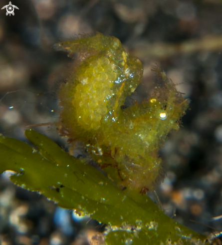 A Green Hairy Shrimp