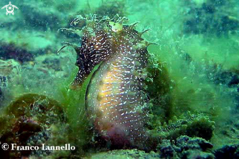 A Cavalluccio Marino