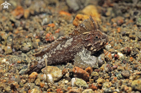 A reef fish