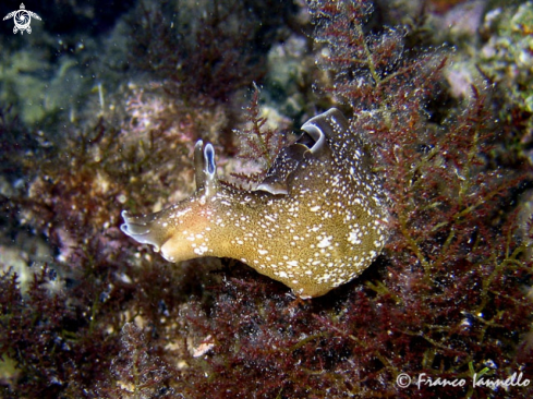 A Nudibranchia | Nudibranco