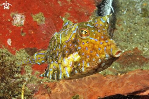 A reef fish