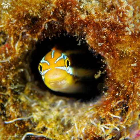 A Tube Worm Blenny