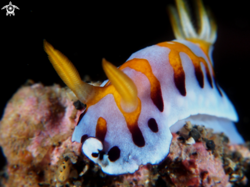 A Nudi