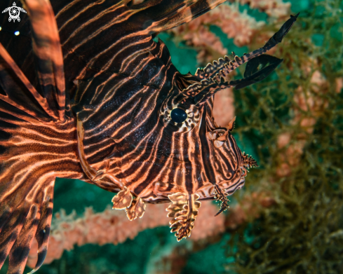 A Lionfish