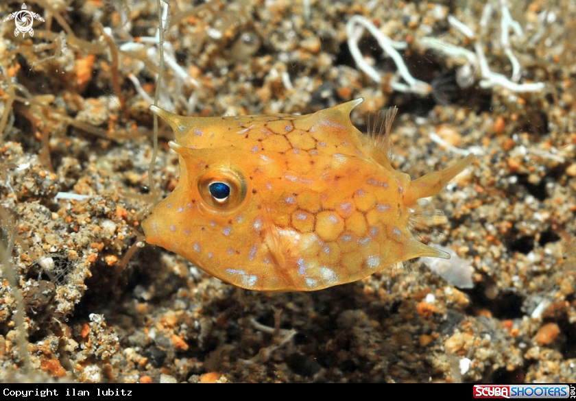 A juvenile box fish