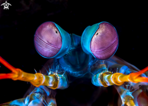 A Mantis Shrimp