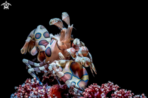 A Harlequin Shrimp